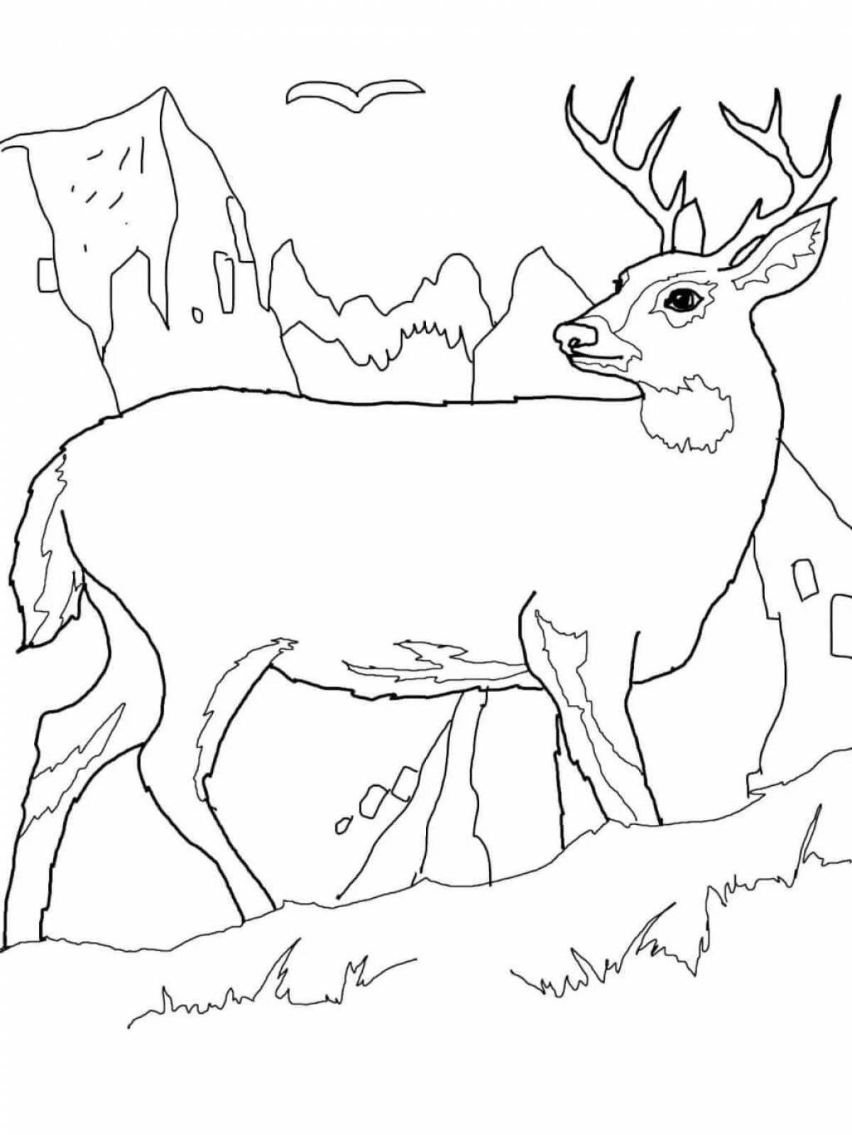 Great northern animal coloring book