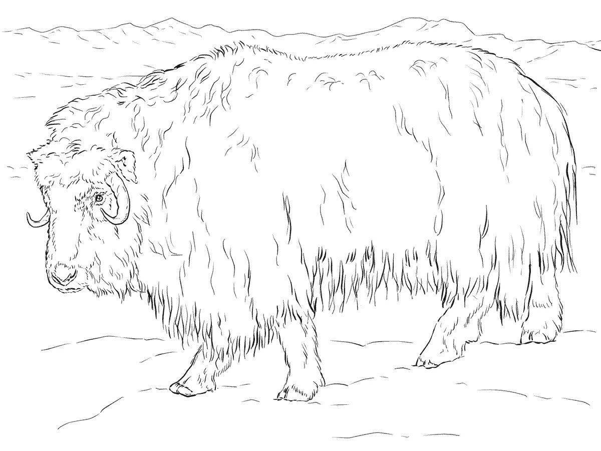 Living northern animal coloring book