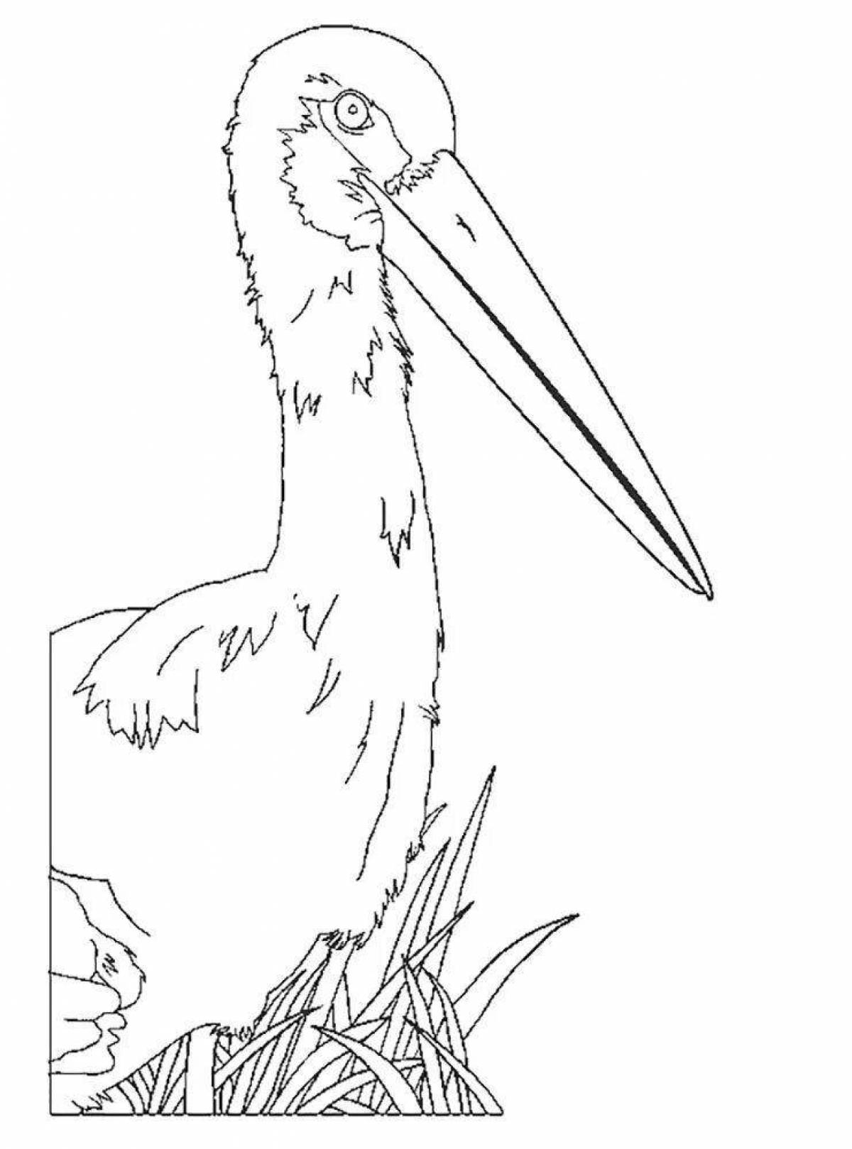 Coloring elegant black stork