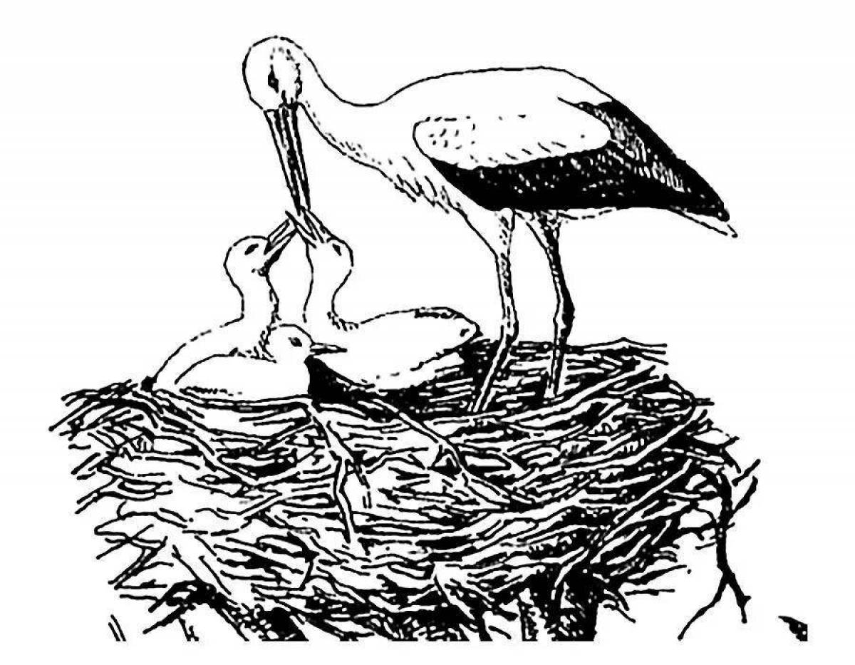 Regal black stork coloring page