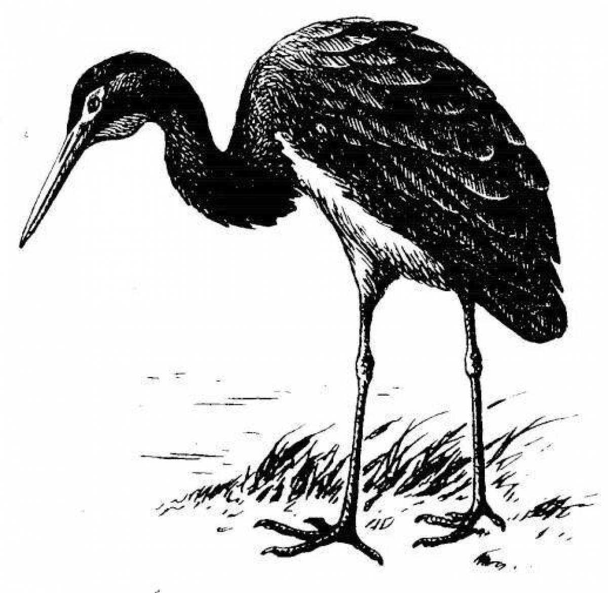 Black stork #4