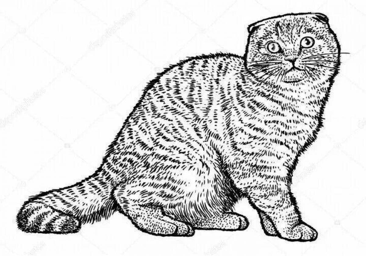 Coloring page cute fold cat