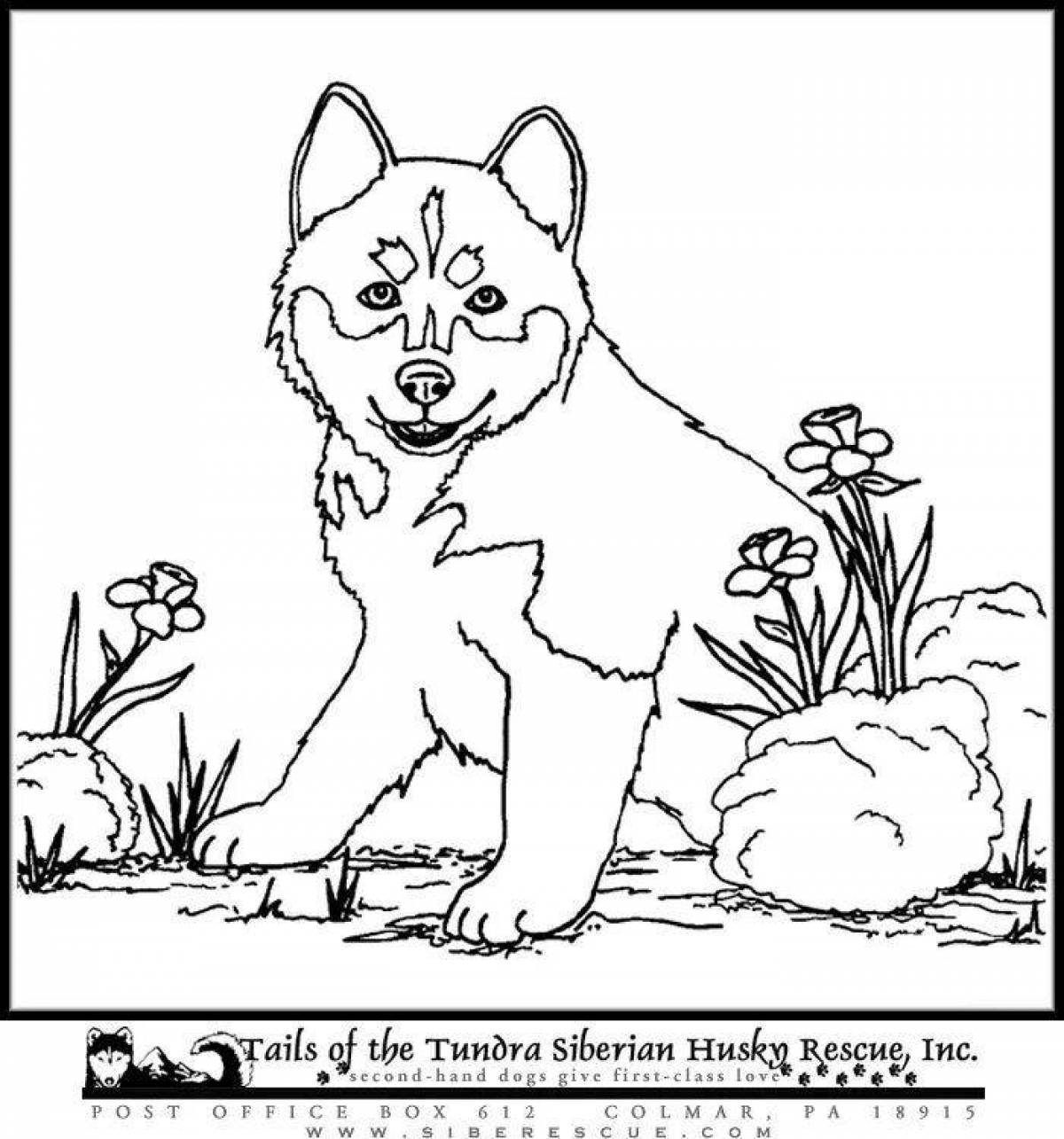 Coloring page playful husky puppy