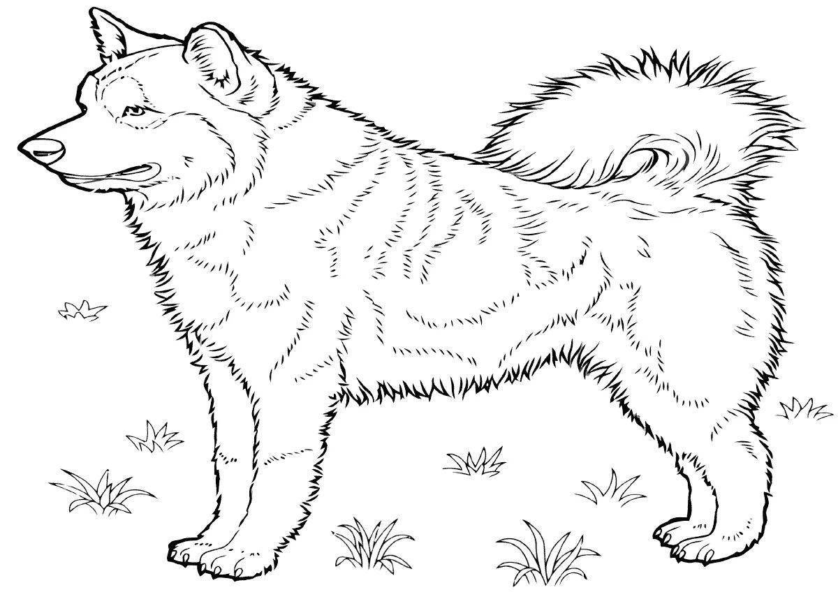 Coloring page cute husky puppy