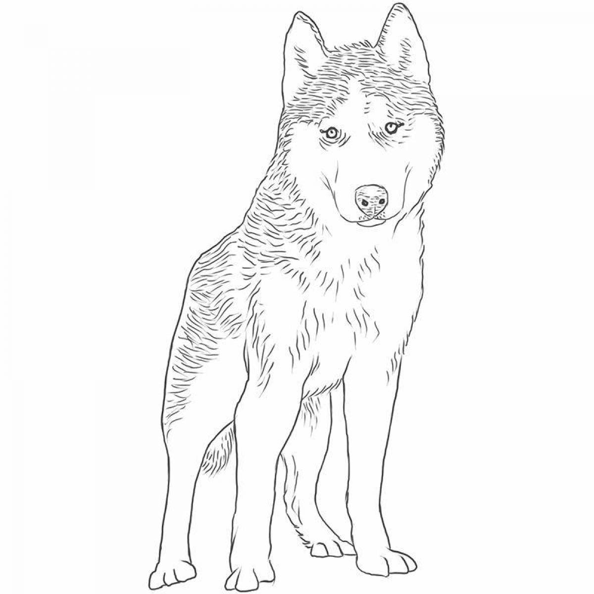 Joyful husky puppy coloring book