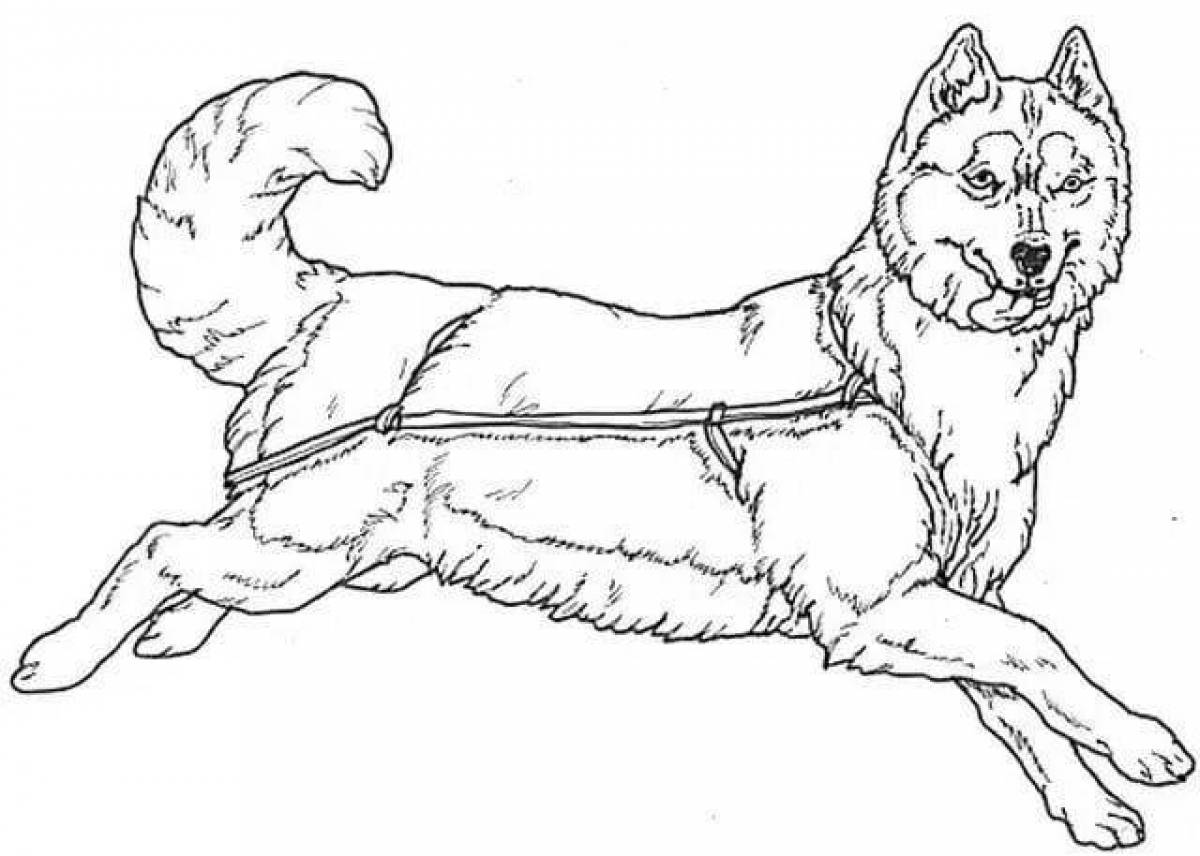 Coloring page soft husky puppy