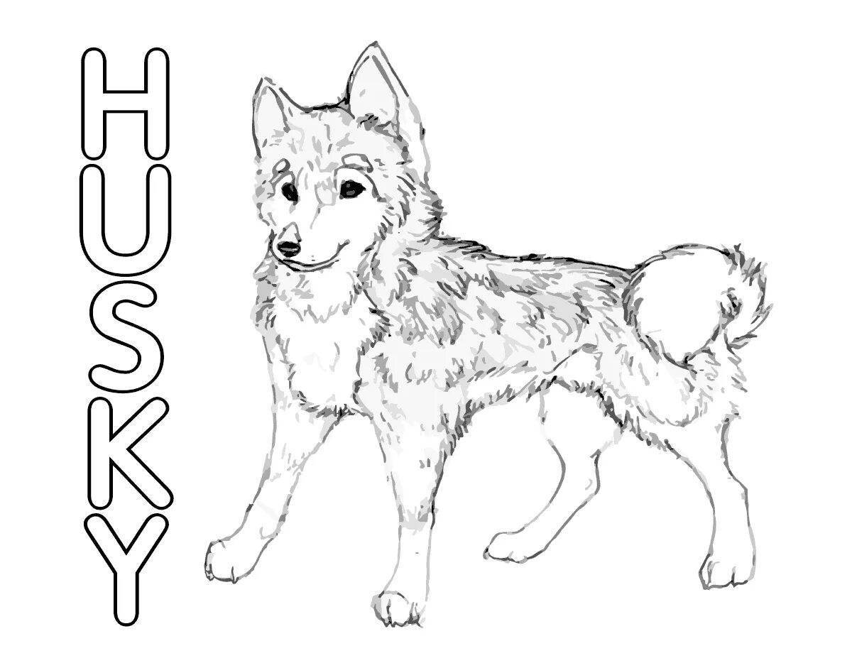 Husky puppy #10