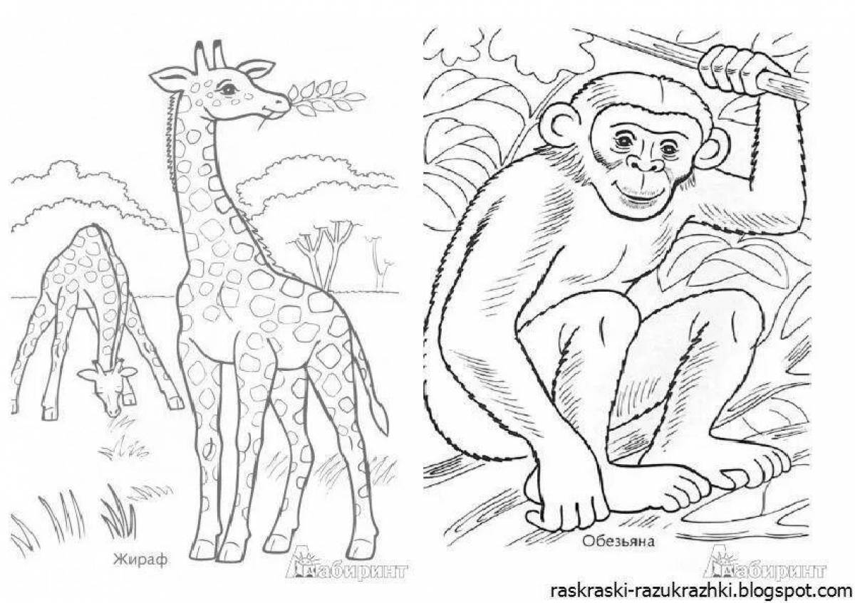 Животные группами раскраски. Африканские животные раскраска. Раскрась животных жарких стран. Раскрасить животных жарких стран. Африка раскраска для детей.