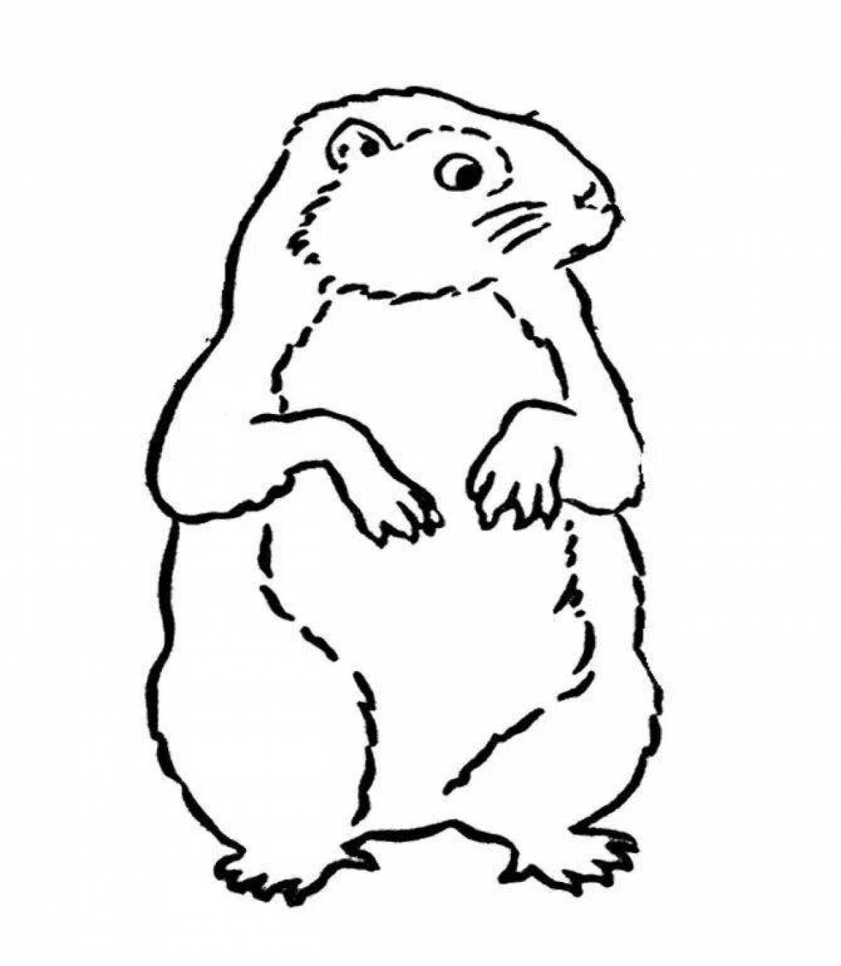 Colouring cute marmot