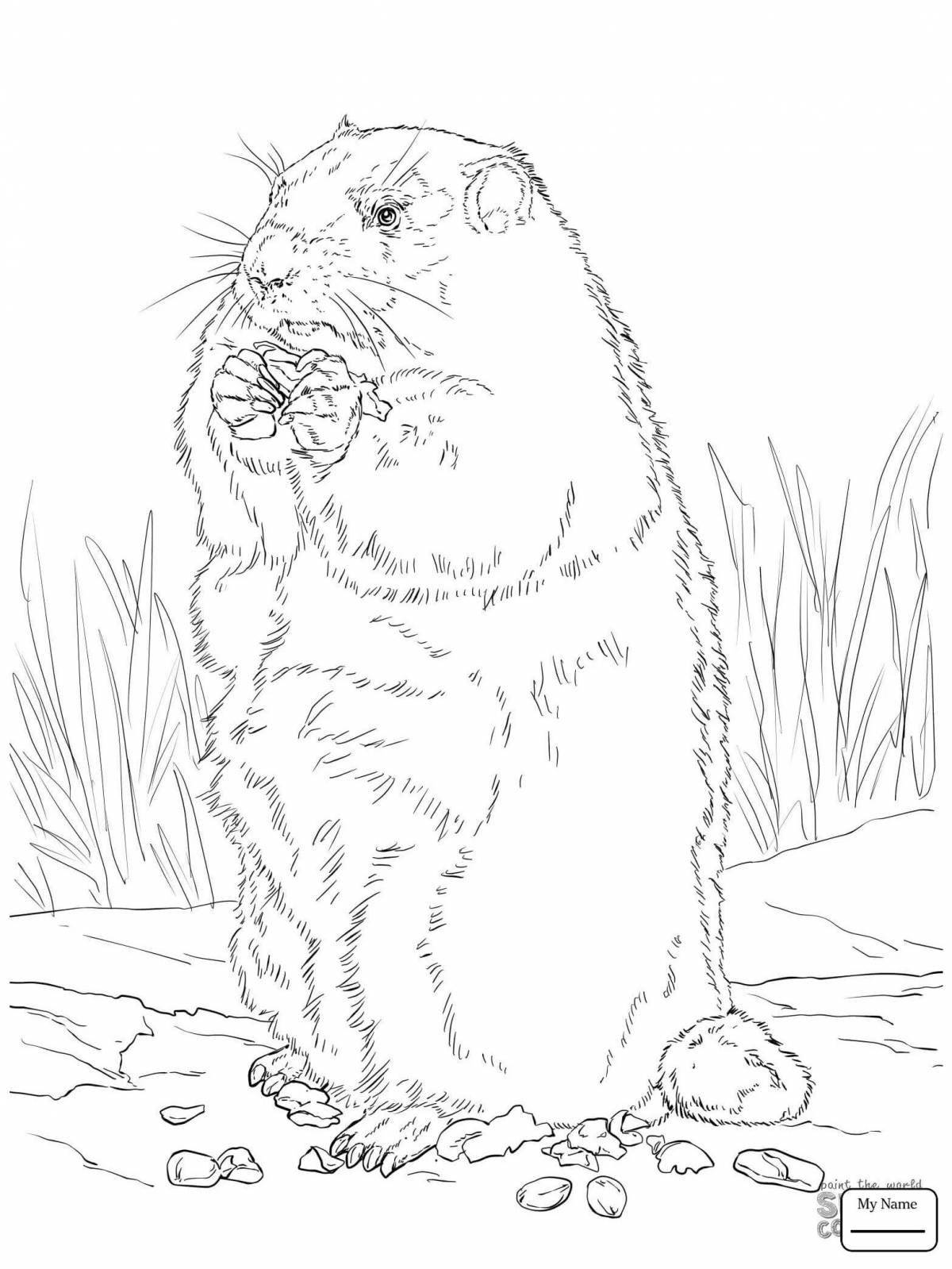 Adorable groundhog coloring page