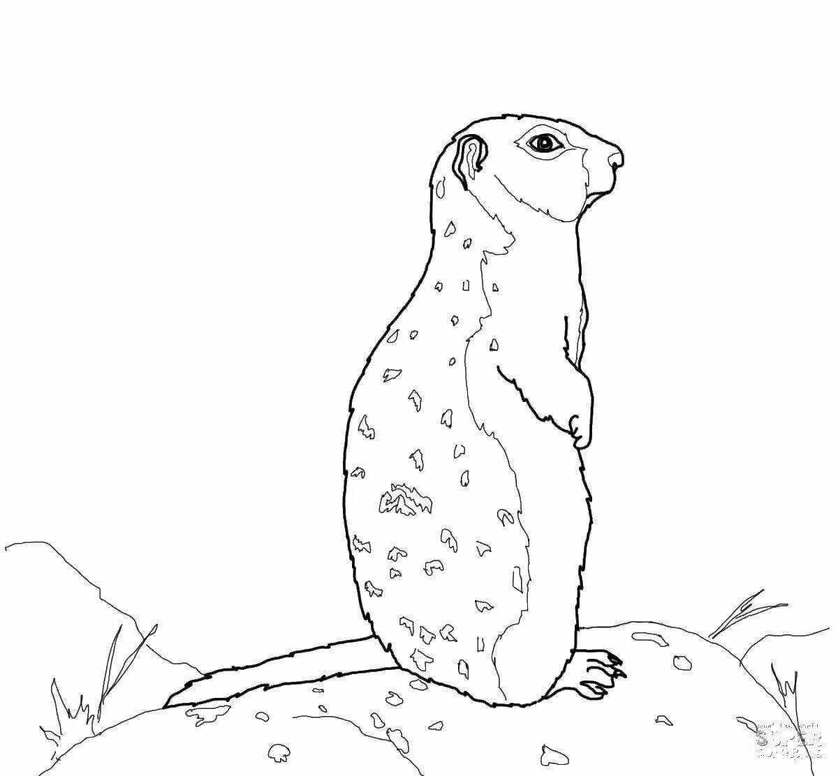 Animated groundhog coloring page