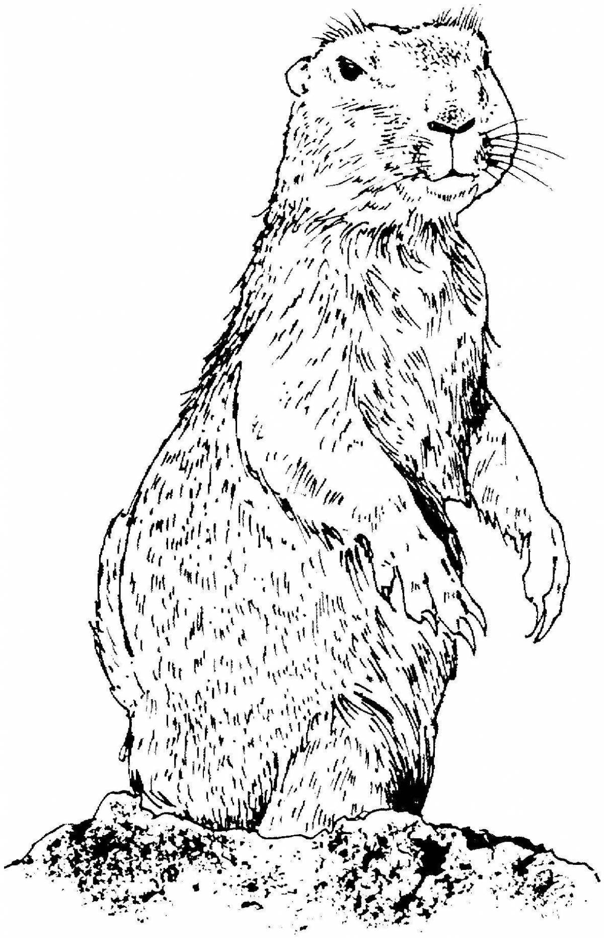 Fantastic marmot coloring page