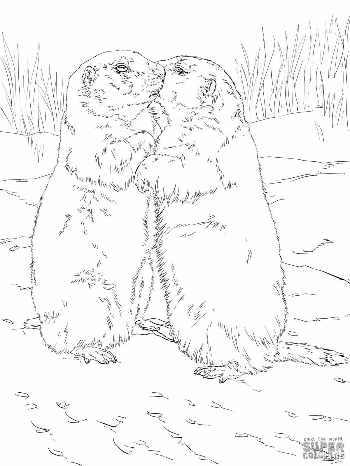 Gorgeous marmot coloring page