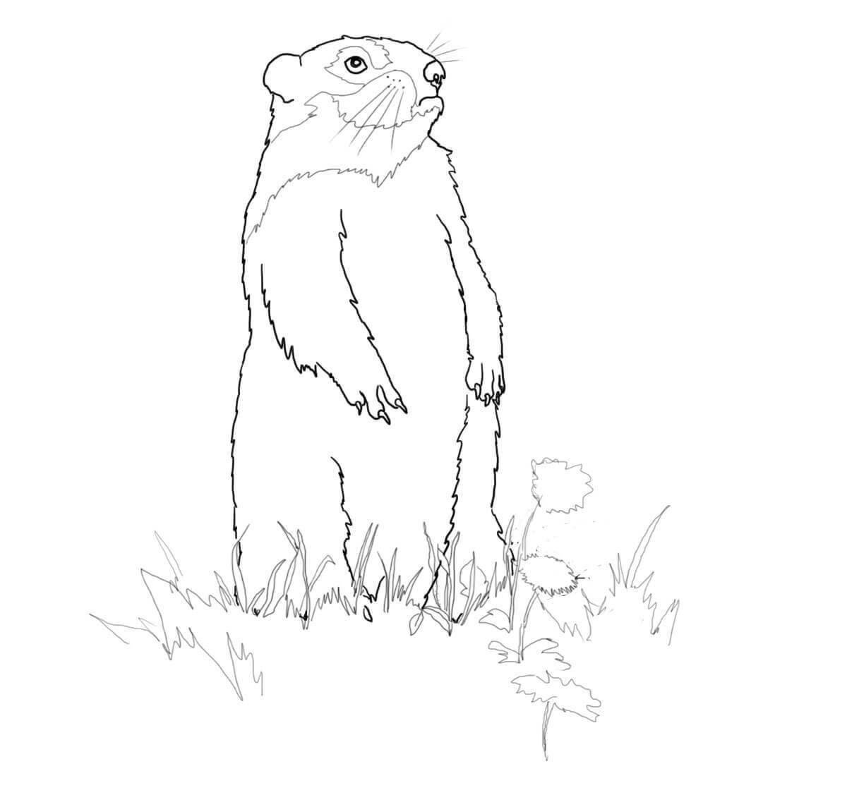Marmot #2