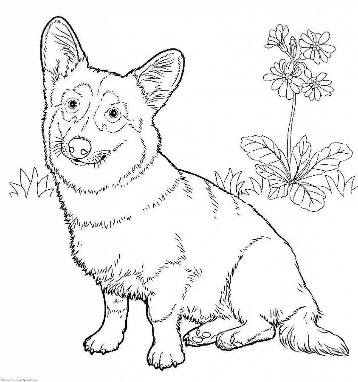 Wiggli Corgi puppy coloring page
