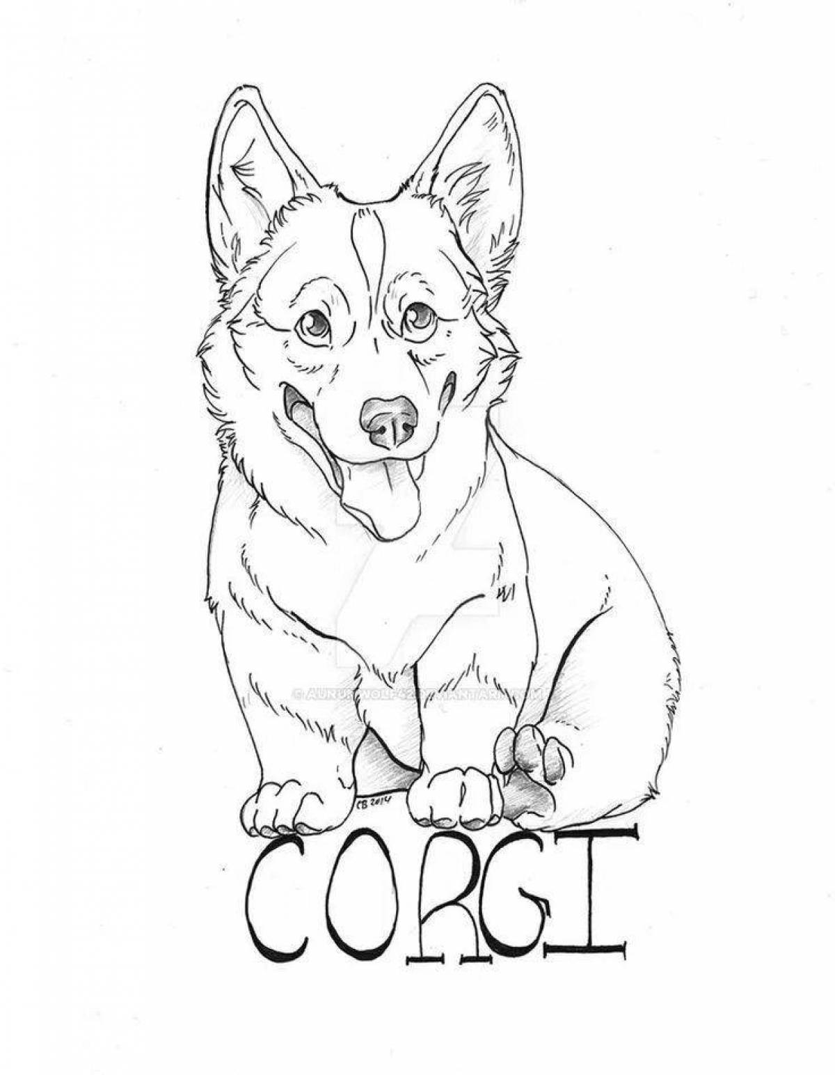 Corgi puppy #11