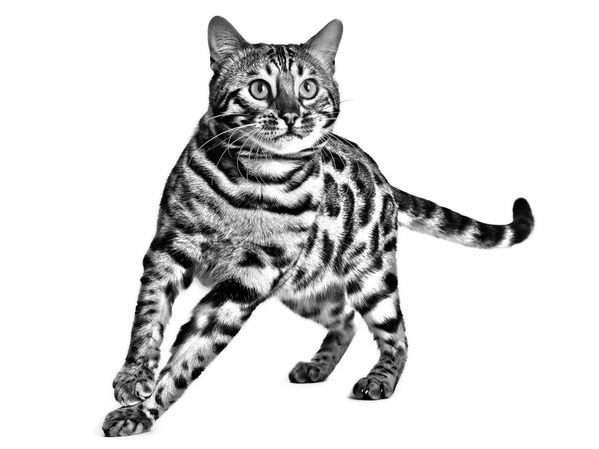 Раскраска изящная бенгальская кошка