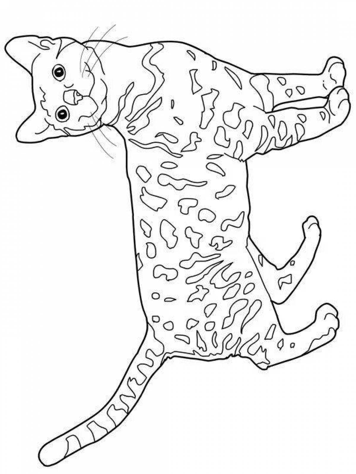 Милая бенгальская кошка раскраска