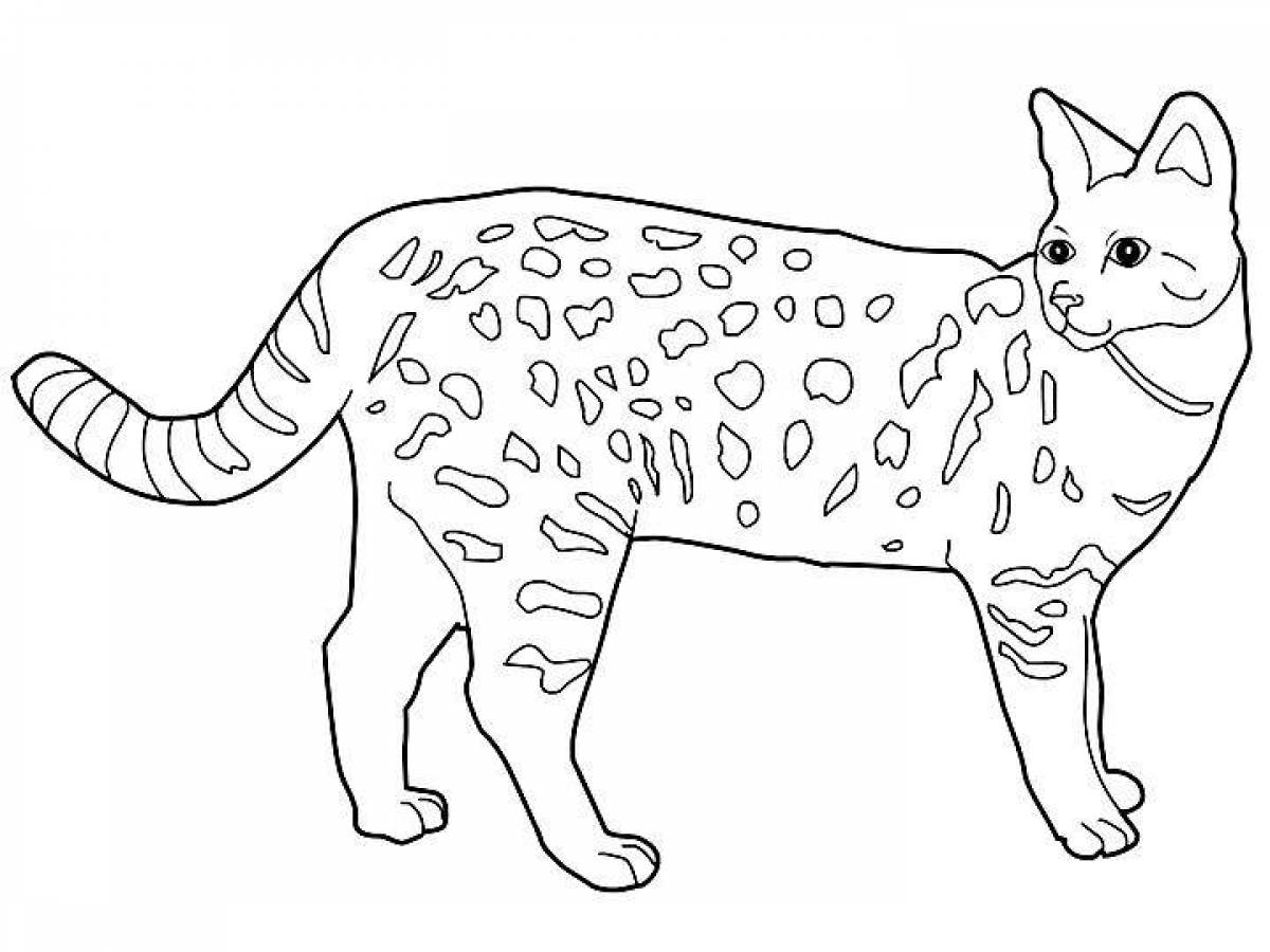 Раскраска экзотическая бенгальская кошка