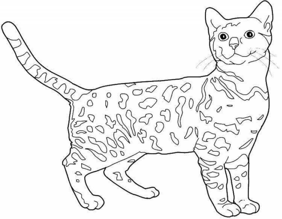 Раскраска королевская бенгальская кошка