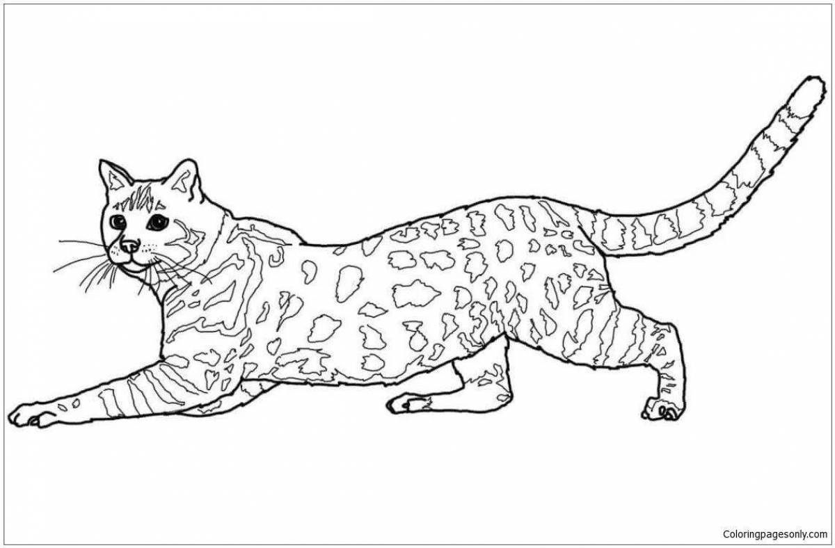 Очаровательная бенгальская кошка раскраска