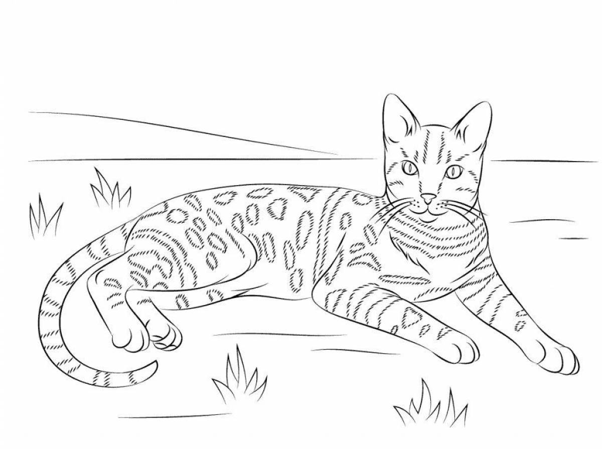 Раскраска безмятежная бенгальская кошка