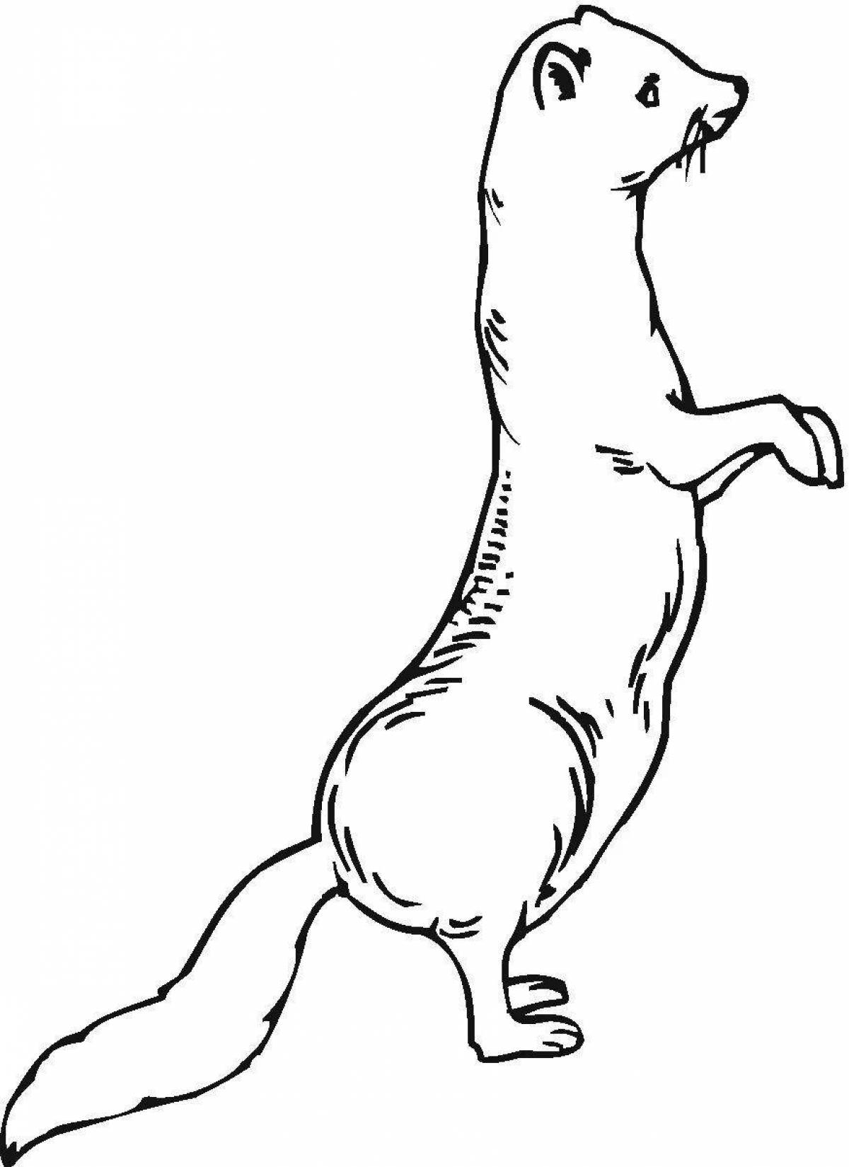 Coloring page wild european mink