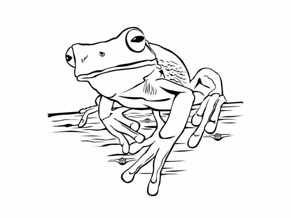 Coloring book gorgeous frog