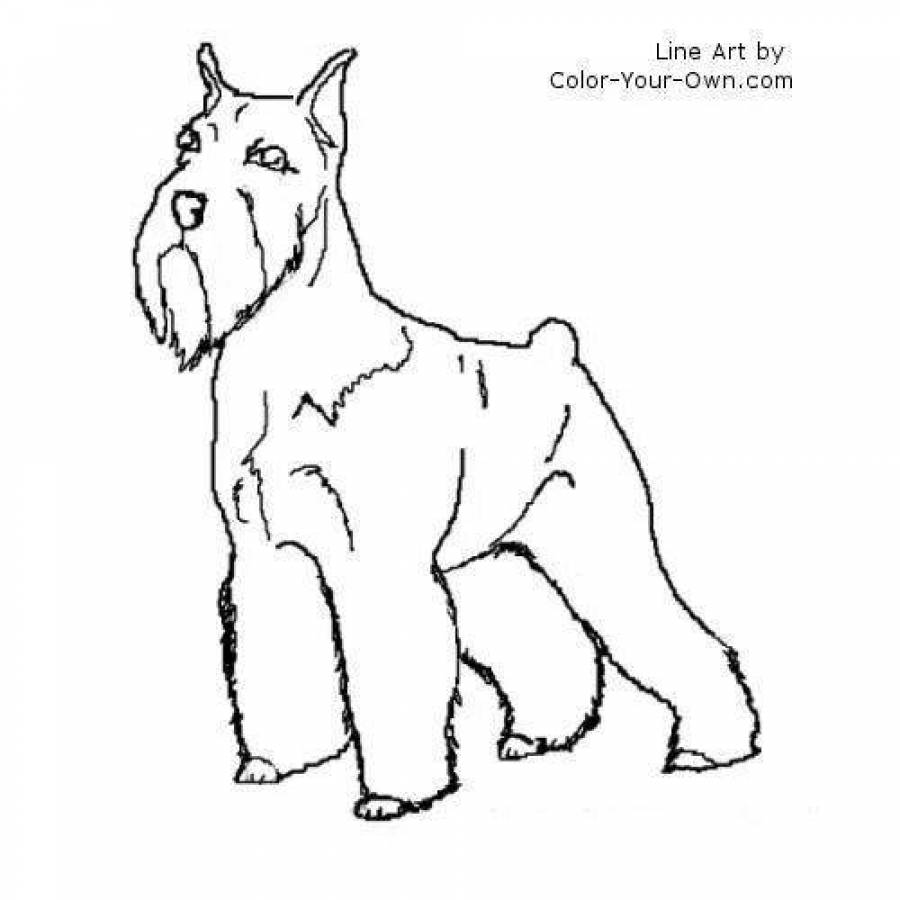 Рисование собак породы цверг