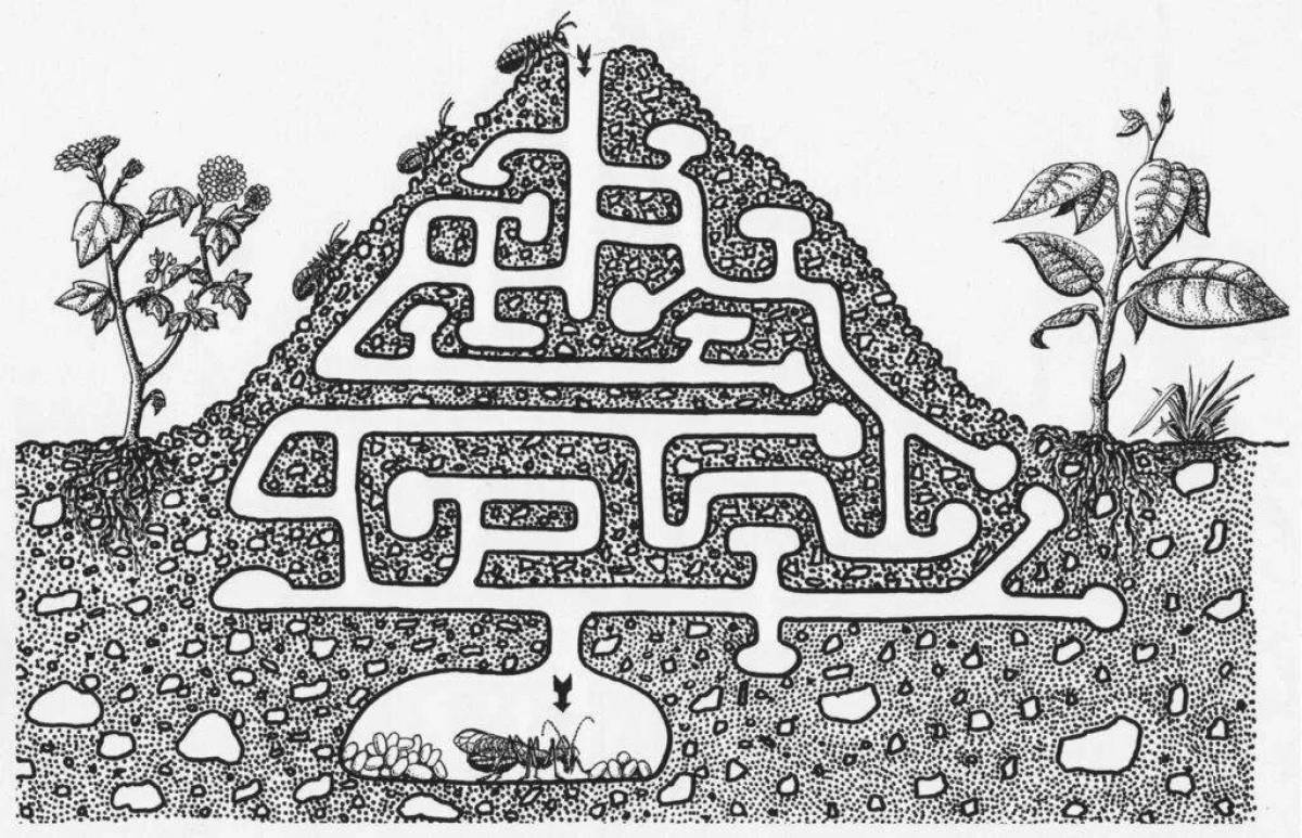 Схема муравейника для дошкольников