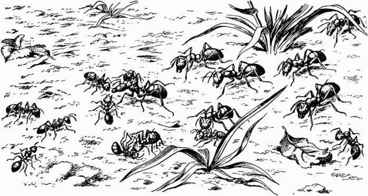 Sweet anthill coloring page