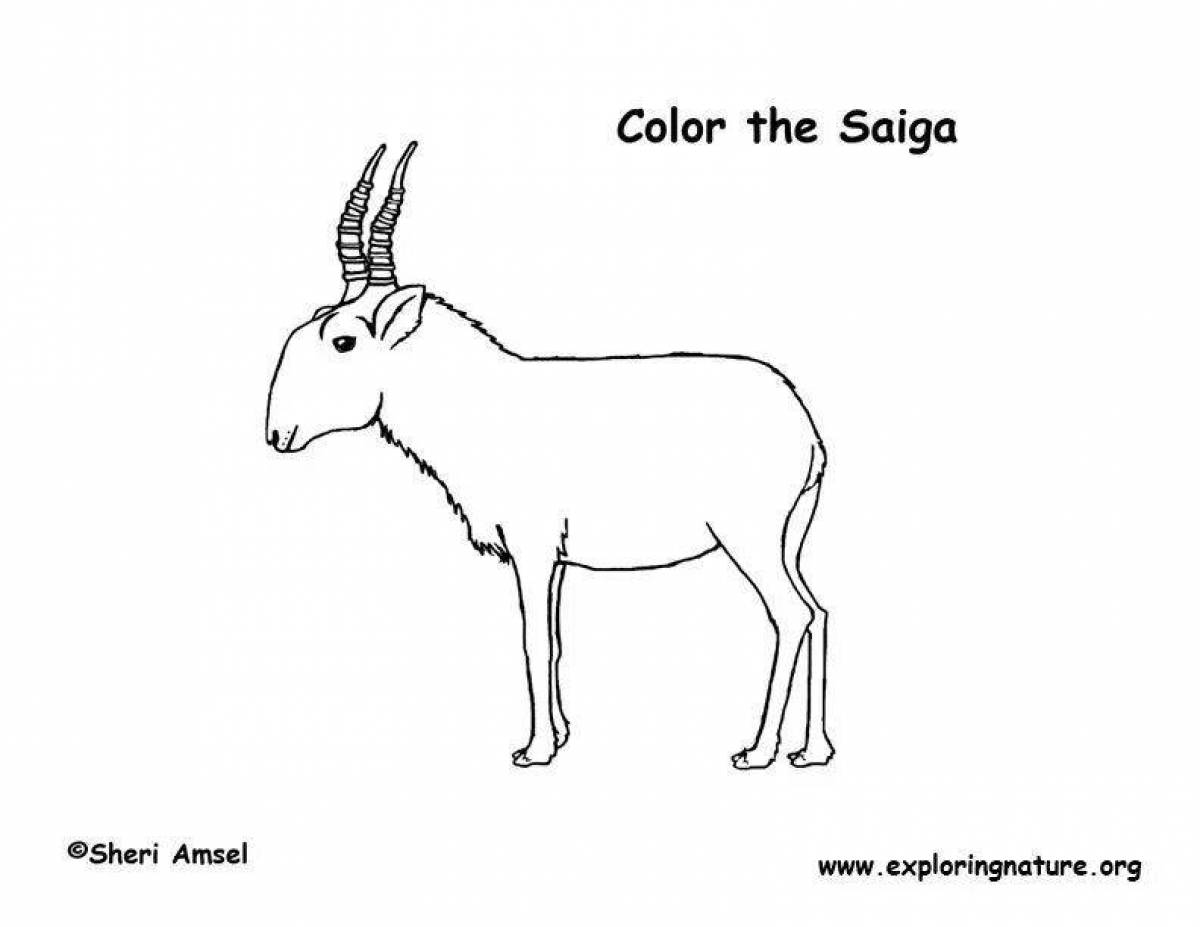 Impressive coloring of the saiga