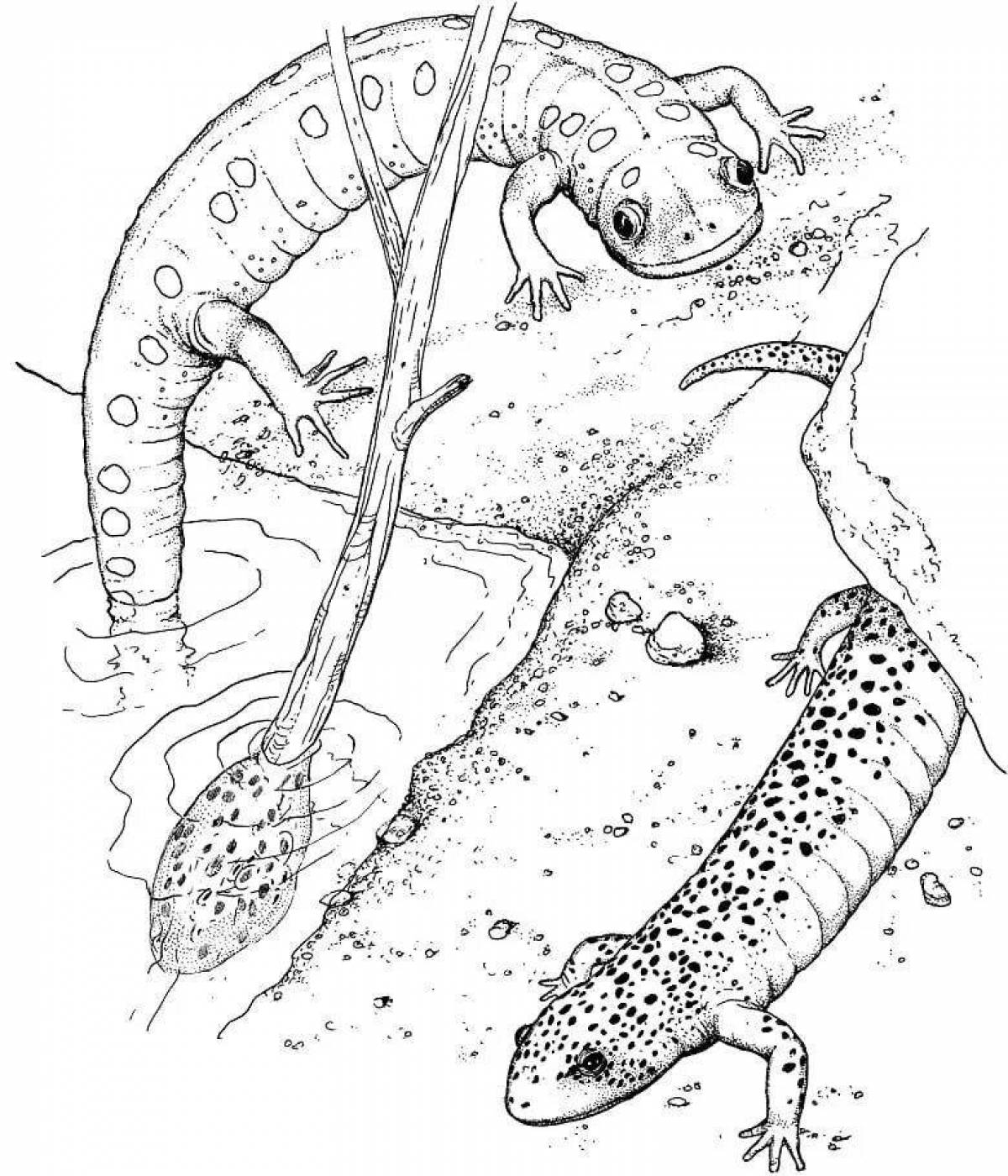 Shiny newt coloring book