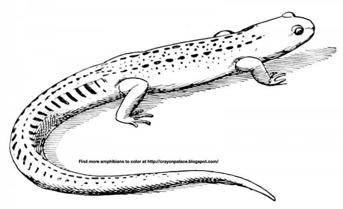Ornate newt coloring page