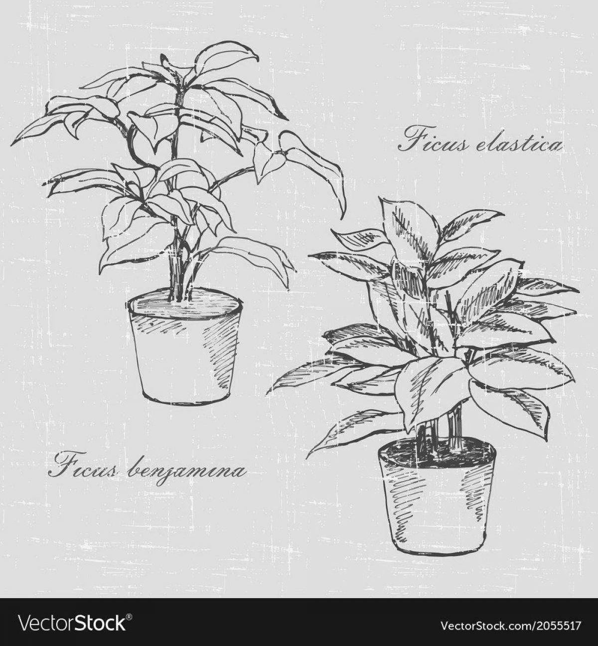 Colorful ficus coloring page