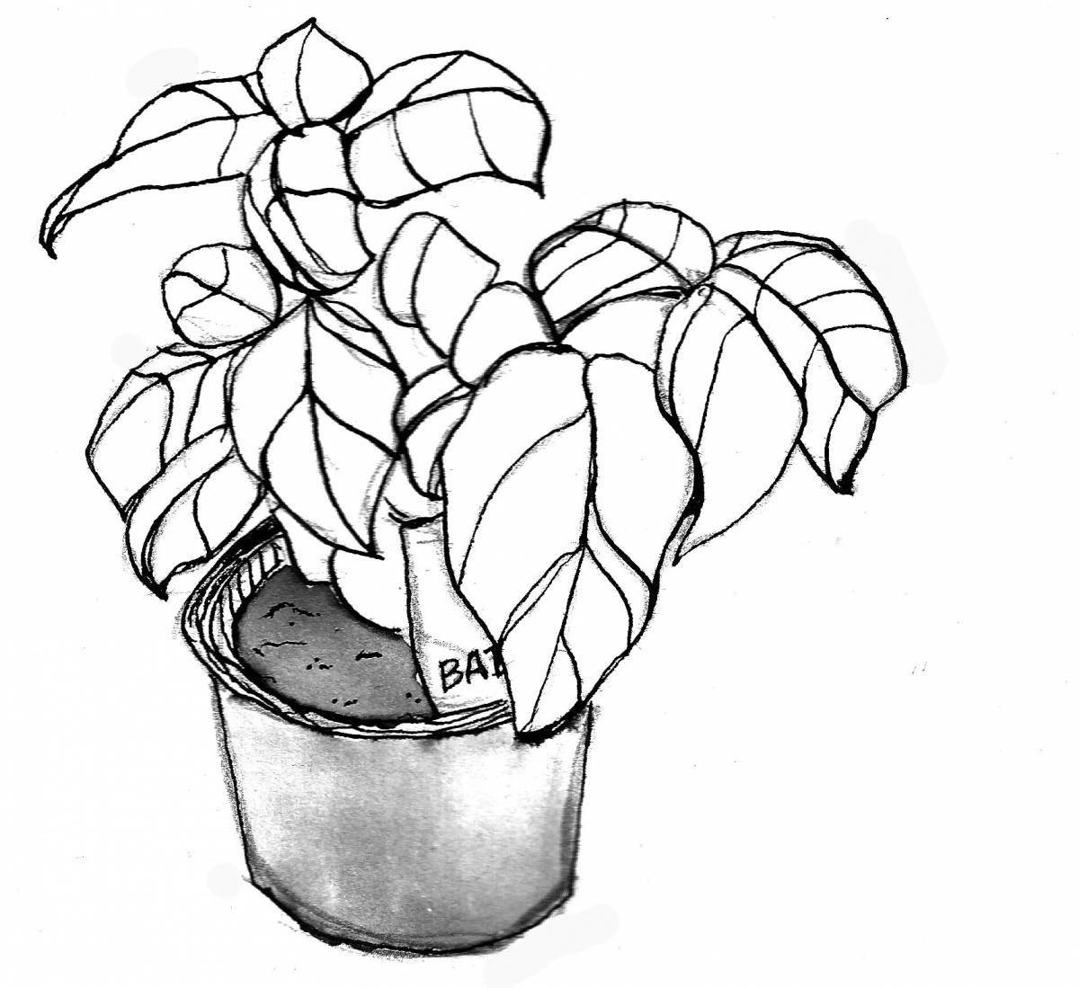 Living ficus coloring page
