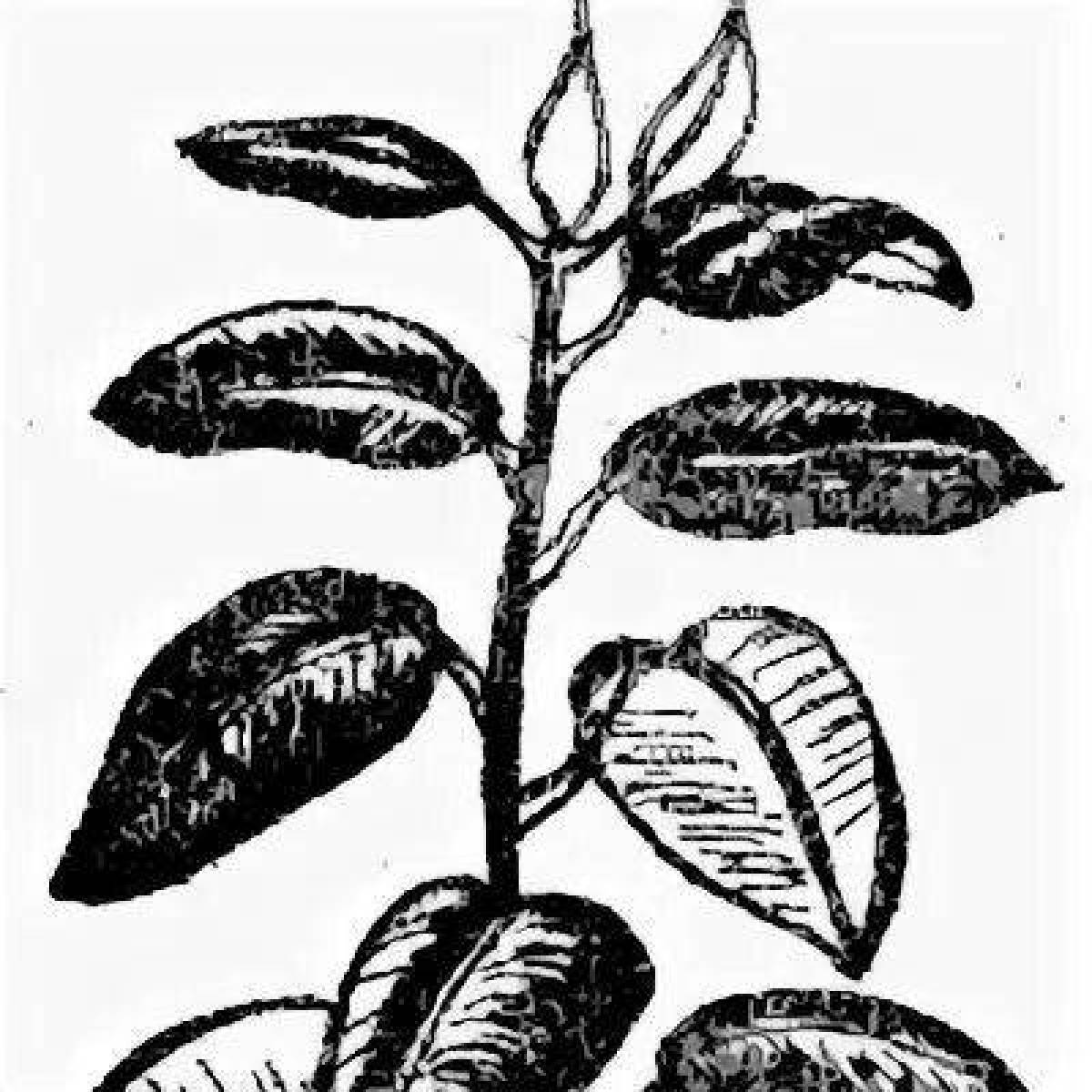 Charming ficus coloring page