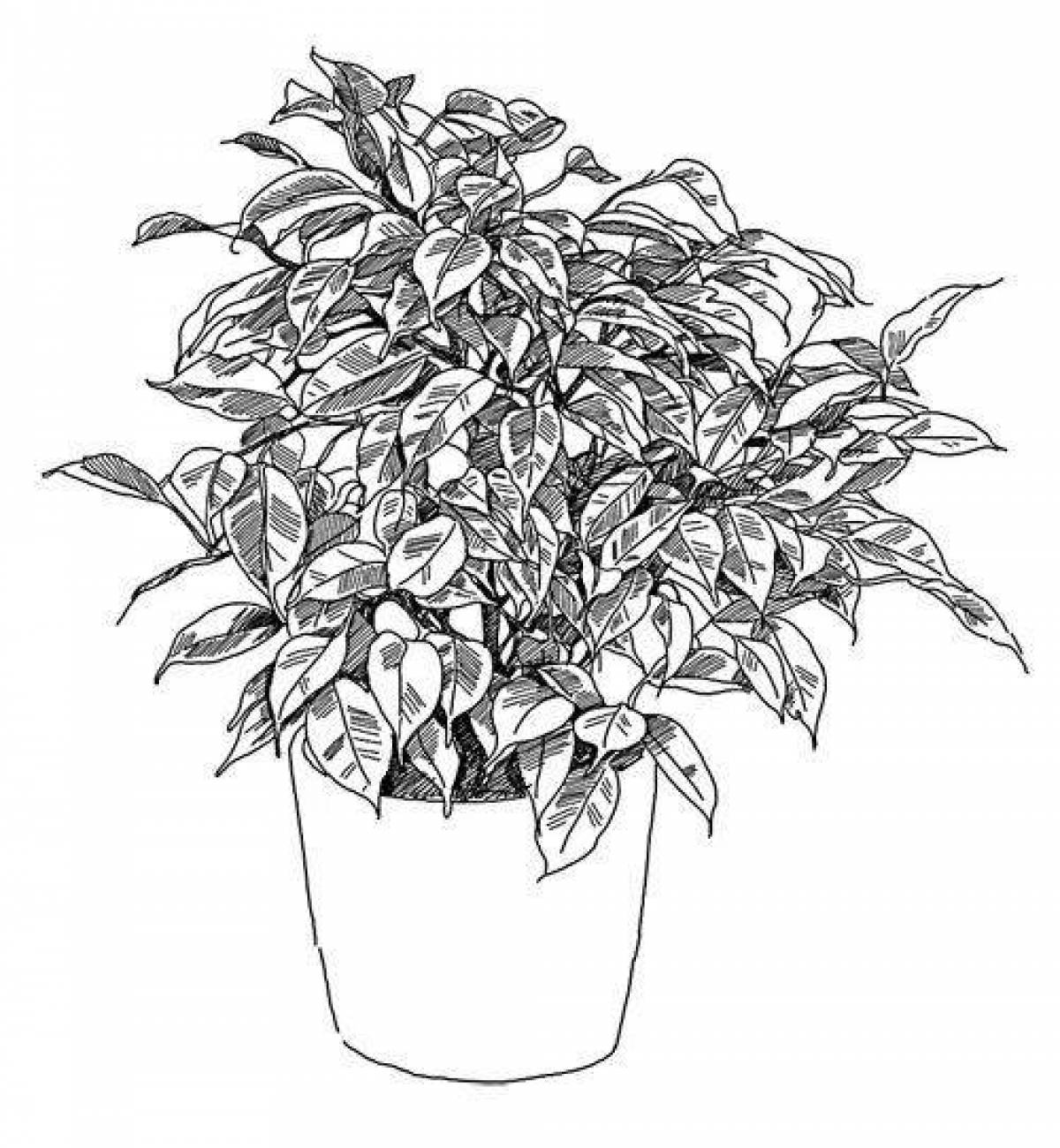 Awesome ficus coloring page