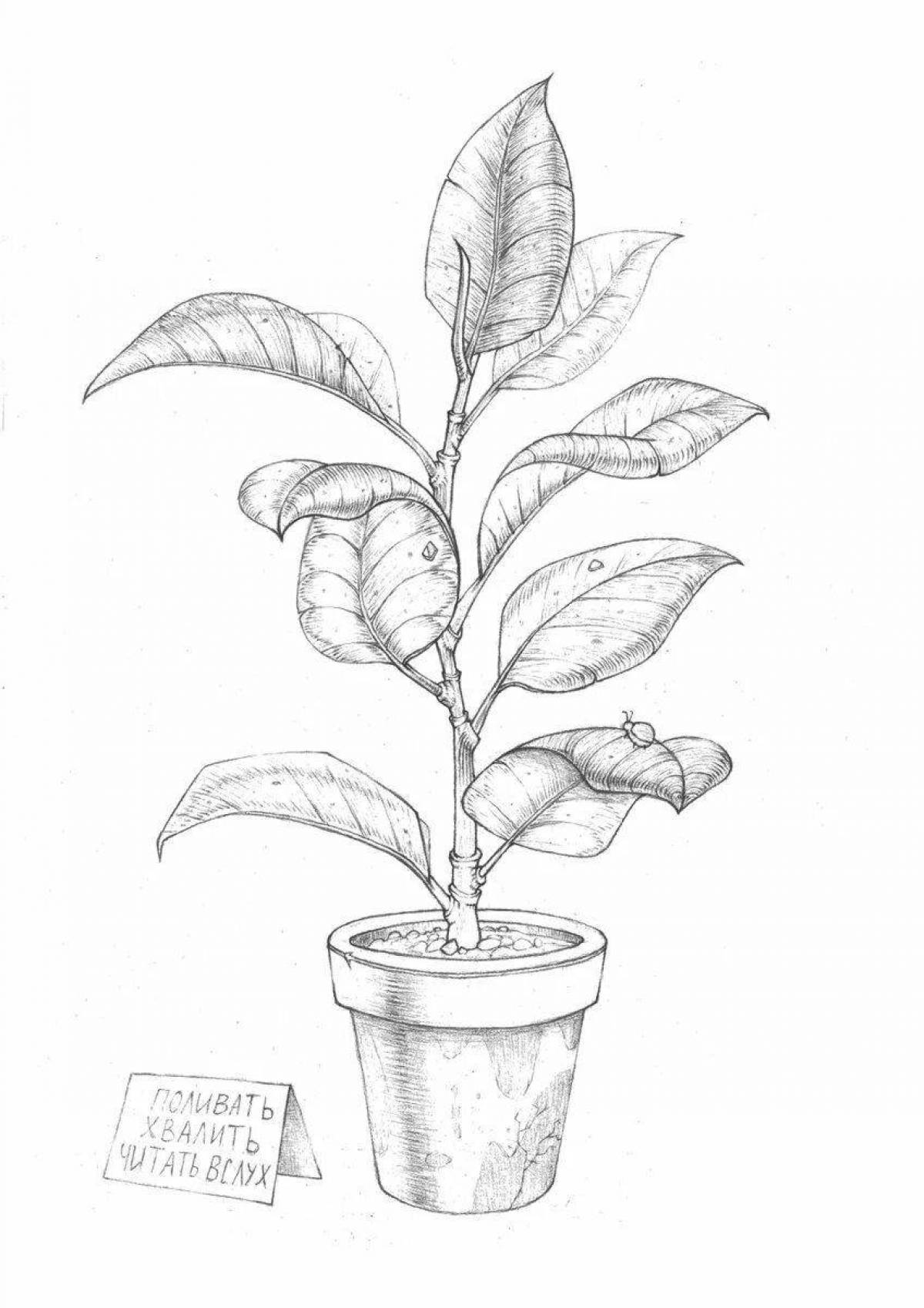 Amazing ficus coloring page