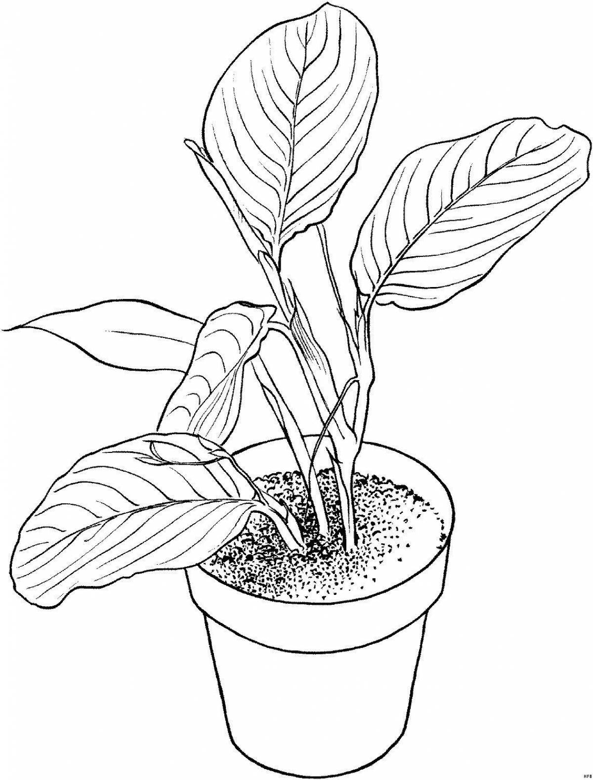 Sweet ficus coloring page