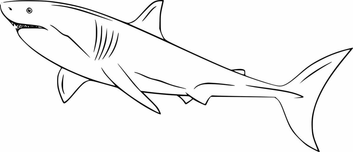 Exquisite white shark coloring book