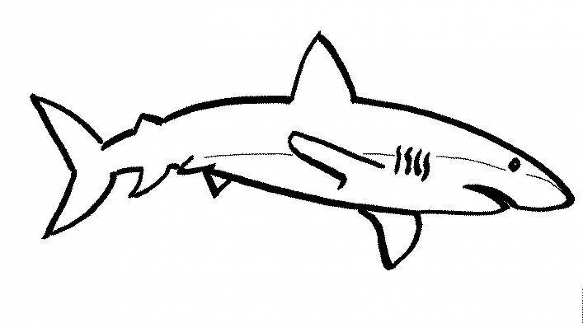 Раскраска «великолепная белая акула»