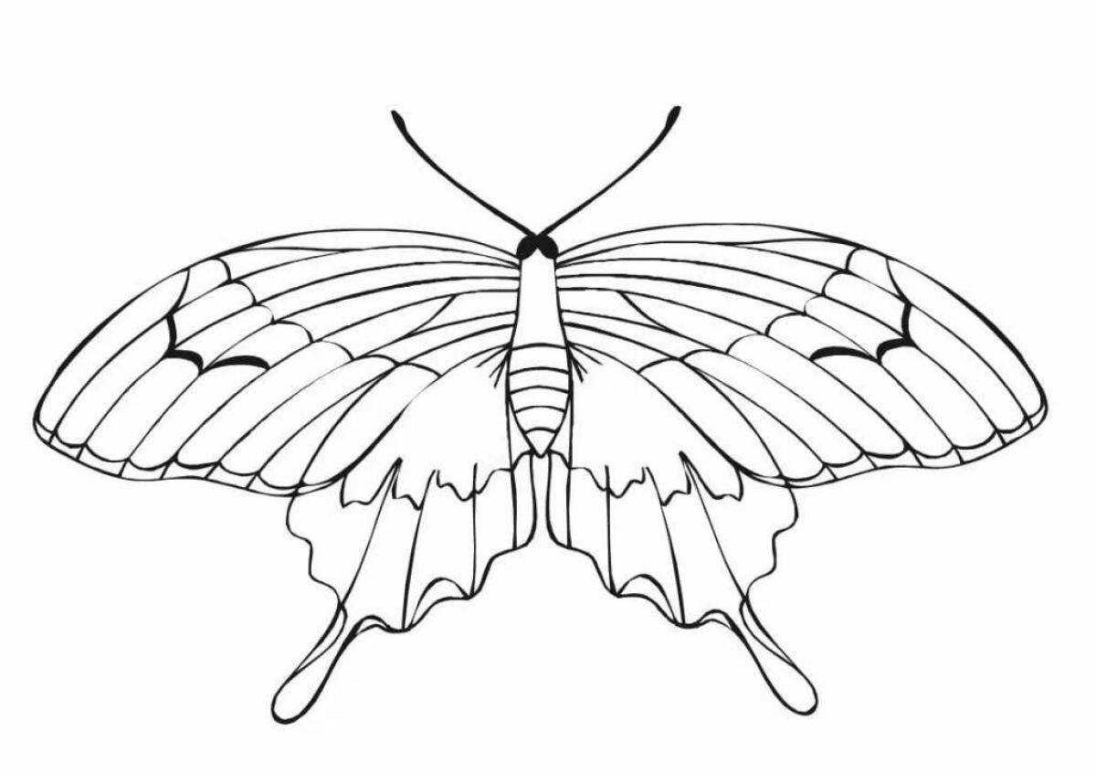 Бабочка парусник рисунок