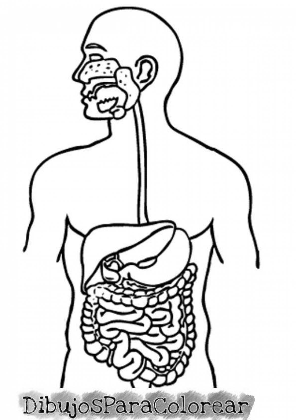 Изображения систем органов человека. Пищеварительная система человека. Строение органов пищеварения. Пищеварительные органы человека. Пищеварительная система человека схема.