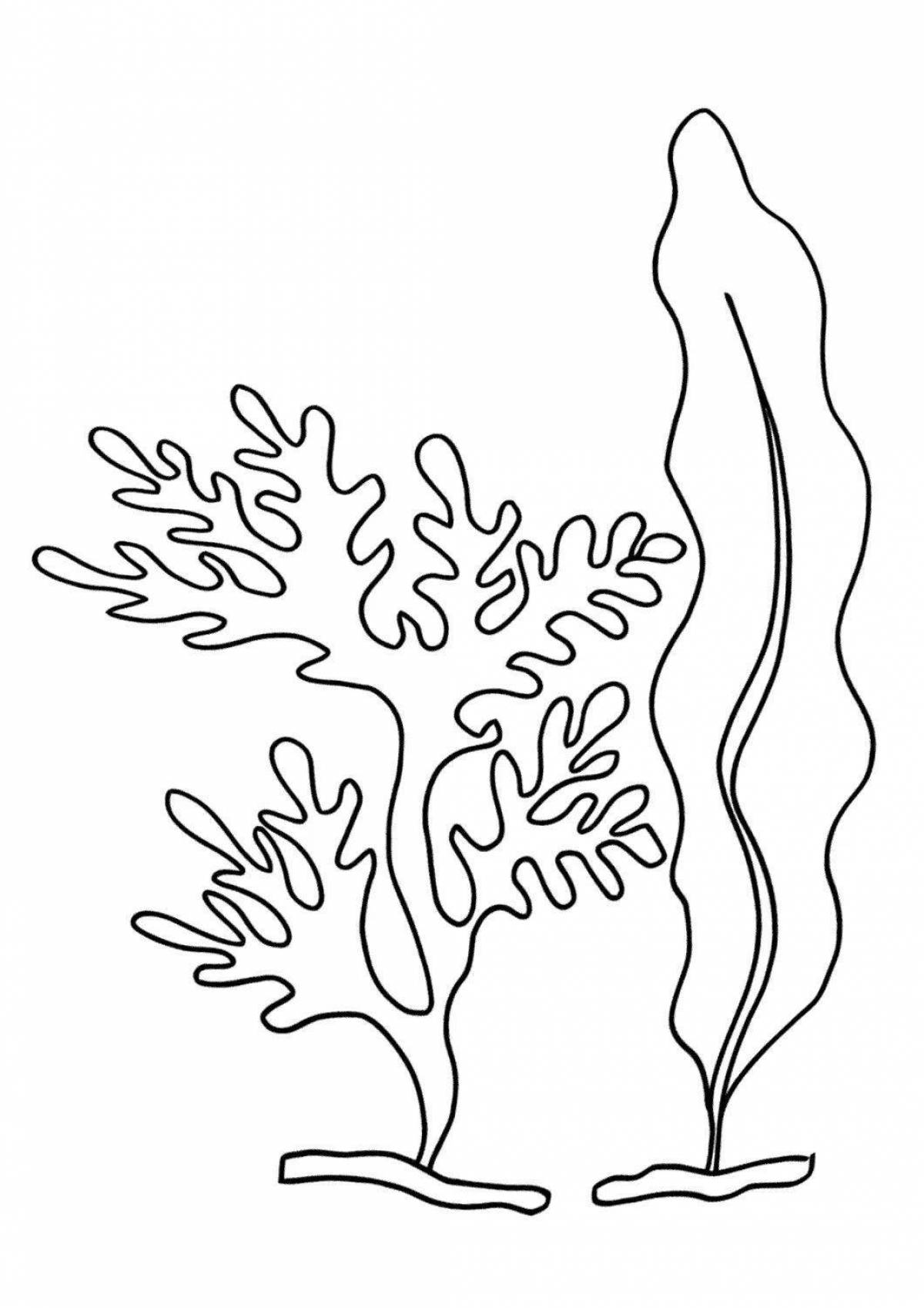 Раскраска морские водоросли