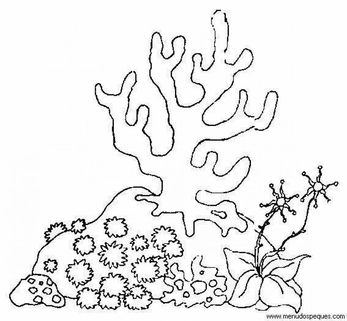 Морские растения раскраска