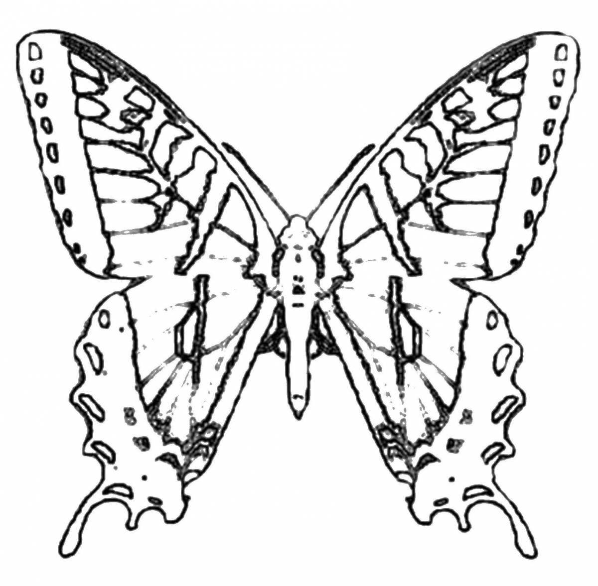 Восхитительная страница раскраски бабочки-парусника