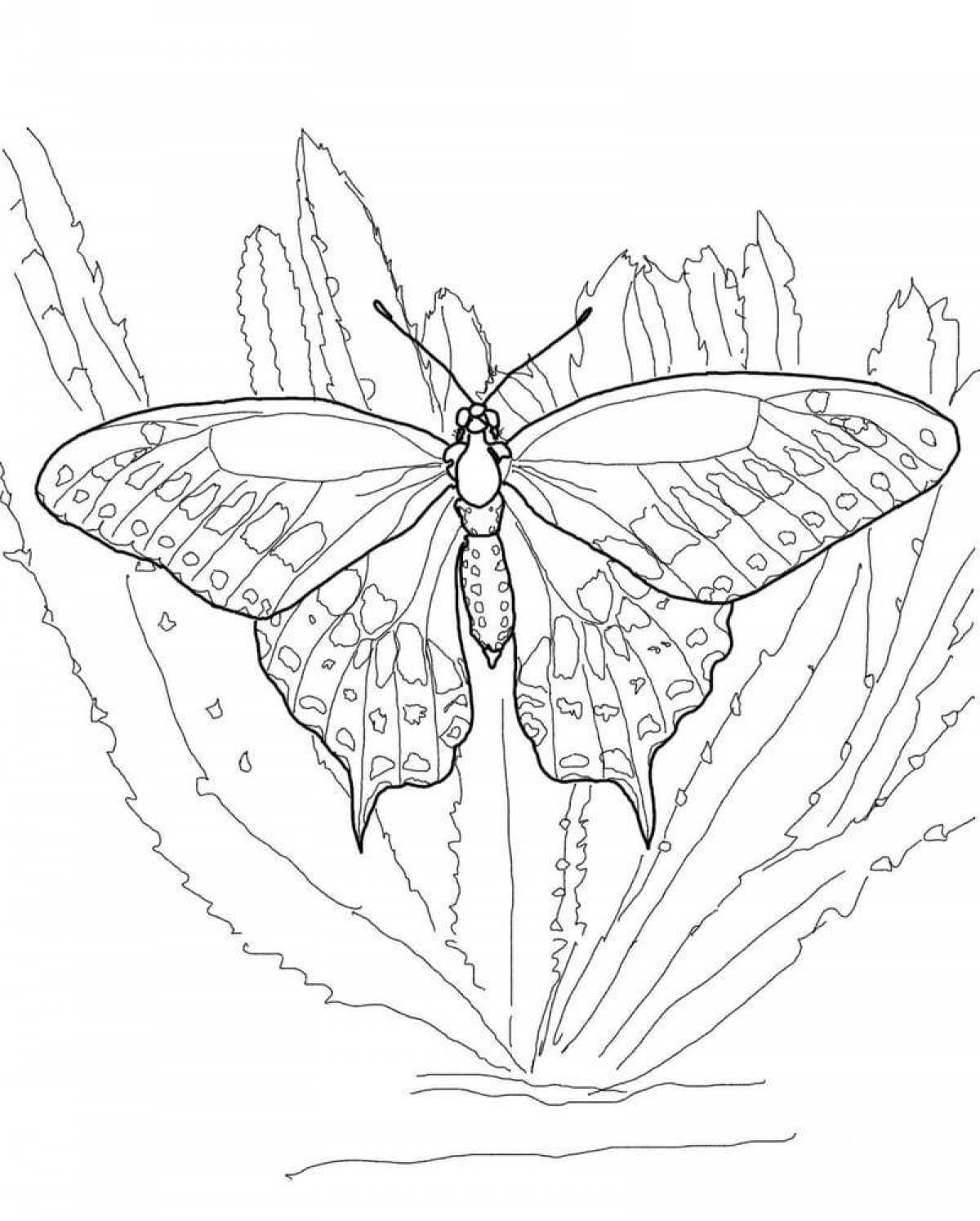 Coloring book shining swallowtail butterfly