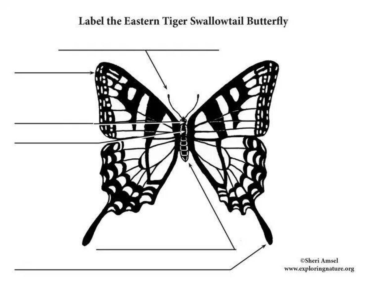 Потрясающая страница раскраски бабочки-парусника