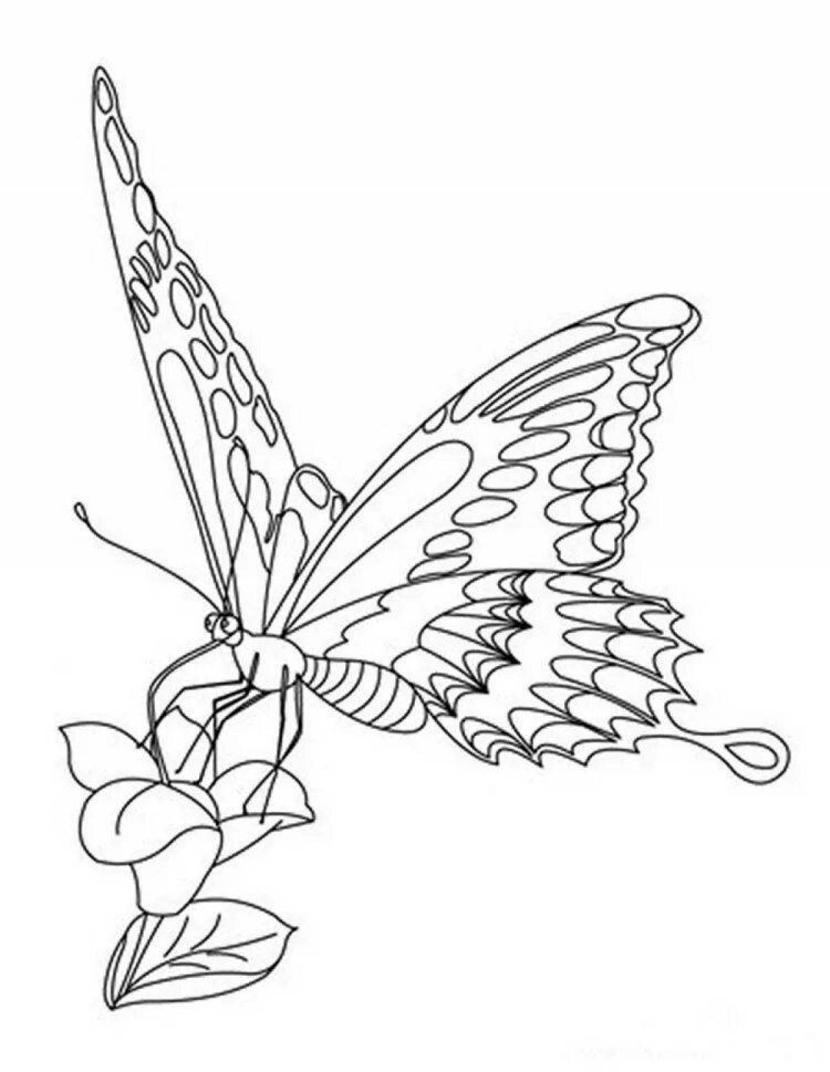 Раскраска блестящая бабочка-парусник